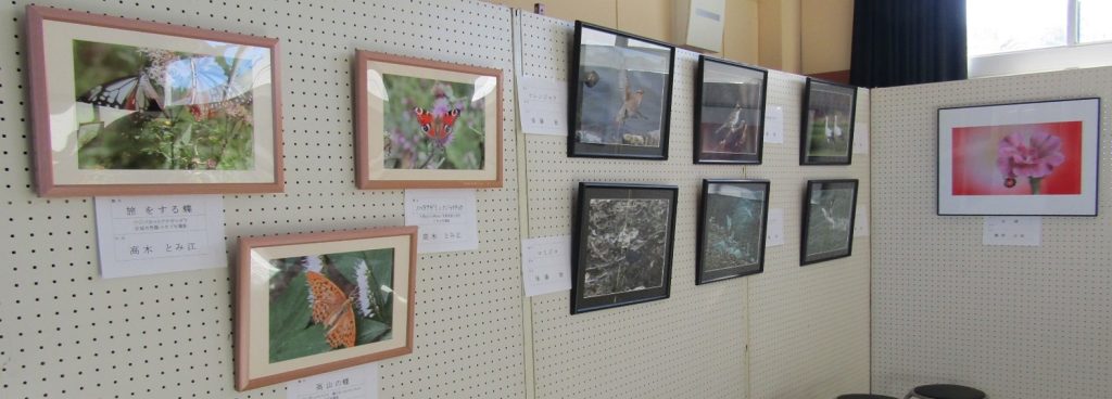 写真が展示されている